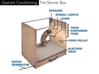 Operant Conditioning: The Skinner Box
 