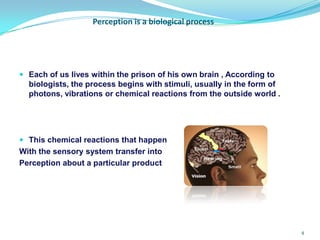 Perception Reactions Examples Perception | PPTX