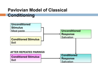 PavlovianModel of Classical Conditioning,[object Object],Unconditioned Stimulus,[object Object],Meat paste,[object Object],Unconditioned Response,[object Object],Salivation,[object Object],Conditioned Stimulus,[object Object],Bell,[object Object],AFTER REPEATED PAIRINGS,[object Object],Conditioned Stimulus,[object Object],Bell,[object Object],Conditioned Response,[object Object],Salivation,[object Object]
