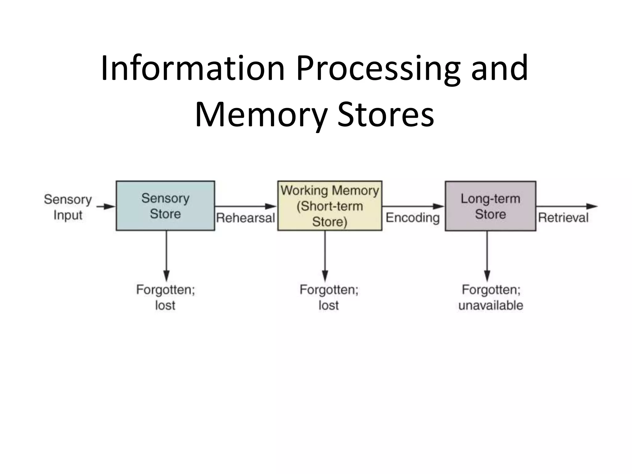 Information Processing and
Memory Stores
 