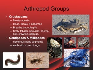 Consumers - invertebrates | PPT