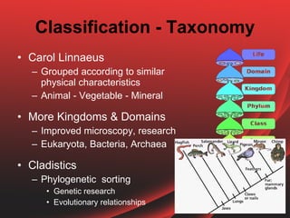 Vegetable Domain Classification Consumers - invertebrates | PPT