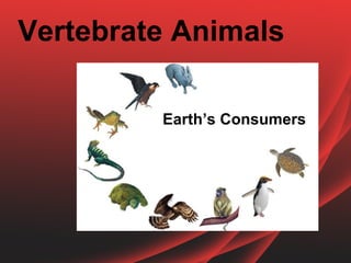 Vertebrate Animals Earth’s Consumers 