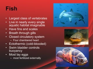Science Vertebrates Fish Consumers vertebrates | PPT
