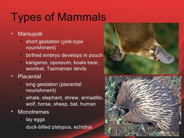 Consumers vertebrates
