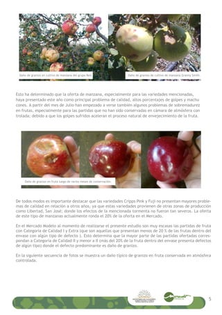Esto ha determinado que la oferta de manzana, especialmente para las variedades mencionadas,
haya presentado este año como principal problema de calidad, altos porcentajes de golpes y machu
cones. A partir del mes de Julio han empezado a verse también algunos problemas de sobremadurez
en frutas, especialmente para las partidas que no han sido conservadas en cámara de atmósfera con
trolada; debido a que los golpes sufridos aceleran el proceso natural de envejecimiento de la fruta.
De todos modos es importante destacar que las variedades Cripps Pink y Fuji no presentan mayores proble-
mas de calidad en relación a otros años, ya que estas variedades provienen de otras zonas de producción
como Libertad, San José; donde los efectos de la mencionada tormenta no fueron tan severos. La oferta
de este tipo de manzanas actualmente ronda el 20% de la oferta en el Mercado.
En el Mercado Modelo al momento de realizarse el presente estudio son muy escasas las partidas de fruta
con Categoría de Calidad I y Extra (que son aquellas que presentan menos de 20 % de las frutas dentro del
envase con algún tipo de defecto ). Esto determina que la mayor parte de las partidas ofertadas corres-
pondan a Categoría de Calidad II y menor a II (más del 20% de la fruta dentro del envase presenta defectos
de algún tipo) donde el defecto predominante es daño de granizo.
En la siguiente secuencia de fotos se muestra un daño típico de granizo en fruta conservada en atmósfera
controlada.
5
Daño de granizo en cultivo de manzana del grupo Red. Daño de granizo de cultivo de manzana Granny Smith.
Daño de granizo en fruta luego de varios meses de conservación.
 