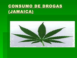 CONSUMO DE DROGAS (JAMAICA) 