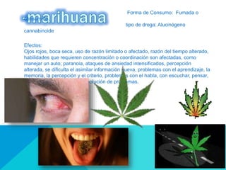 Forma de Consumo: Fumada o
consumida.
tipo de droga: Alucinógeno
cannabinoide
Efectos:
Ojos rojos, boca seca, uso de razón limitado o afectado, razón del tiempo alterado,
habilidades que requieren concentración o coordinación son afectadas, como
manejar un auto; paranoia, ataques de ansiedad intensificados, percepción
alterada, se dificulta el asimilar información nueva, problemas con el aprendizaje, la
memoria, la percepción y el criterio, problemas con el habla, con escuchar, pensar,
atención de información y resolución de problemas.
 