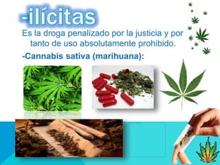Es la droga penalizado por la justicia y por lo
tanto de uso absolutamente prohibido.
-Cannabis sativa (marihuana):
 
