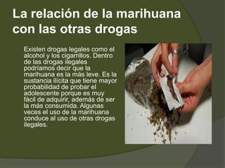 La relación de la marihuana
con las otras drogas
Existen drogas legales como el
alcohol y los cigarrillos. Dentro
de las drogas ilegales
podríamos decir que la
marihuana es la más leve. Es la
sustancia ilícita que tiene mayor
probabilidad de probar el
adolescente porque es muy
fácil de adquirir, además de ser
la más consumida. Algunas
veces el uso de la marihuana
conduce al uso de otras drogas
ilegales.
 