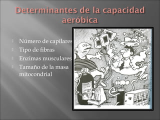 




Número de capilares
Tipo de fibras
Enzimas musculares
Tamaño de la masa
mitocondrial

 