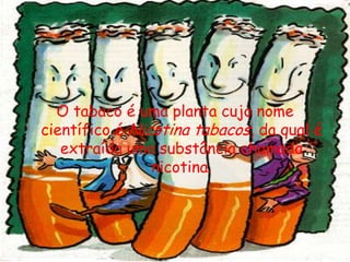 O tabaco é uma planta cujo nome científico é Nicotina tabacos, da qual é extraída uma substância chamada nicotina. 