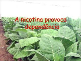 A nicotina provoca dependência