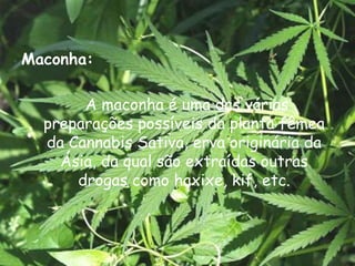 Maconha:    A maconha é uma das várias preparações possíveis da planta fêmea da Cannabis Sativa, erva originária da Ásia, da qual são extraídas outras drogas como haxixe, kif, etc.