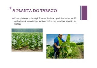 +
    A PLANTA DO TABACO
      Éuma planta que pode atingir 2 metros de altura, cujas folhas medem até 70
      centímetros de comprimento, as flores podem ser vermelhas, amarelas ou
      brancas.
 