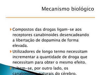 Compostos das drogas ligam-se aos receptores canabinoides desencadeando a libertação de dopamina de forma elevada. Utilizadores de longo termo necessitam incrementar a quantidade de droga que necessitam para obter o mesmo efeito. Inibem-se, por outro lado, os canabinoides naturais do cérebro. 