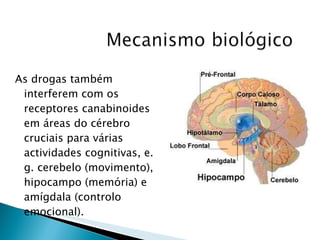As drogas também interferem com os receptores canabinoides em áreas do cérebro cruciais para várias actividades cognitivas, e. g. cerebelo (movimento), hipocampo (memória) e amígdala (controlo emocional). 