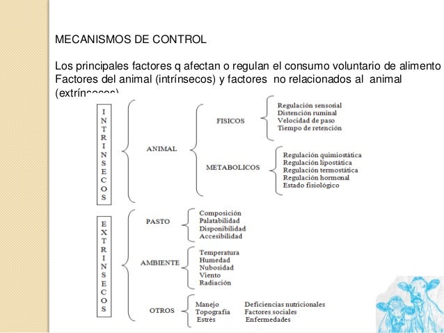 Consumo voluntario en bovinos