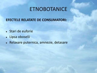 ETNOBOTANICE
EFECTELE RELATATE DE CONSUMATORI:
 Stari de euforie
 Lipsa oboselii
 Relaxare puternica, amnezie, detasare
 