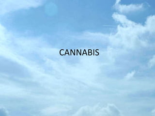 CANNABIS
 