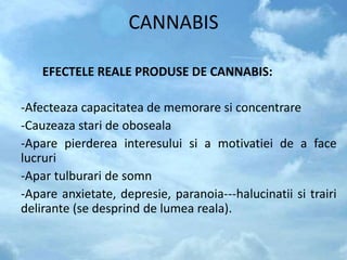 CANNABIS
EFECTELE REALE PRODUSE DE CANNABIS:
-Afecteaza capacitatea de memorare si concentrare
-Cauzeaza stari de oboseala
-Apare pierderea interesului si a motivatiei de a face
lucruri
-Apar tulburari de somn
-Apare anxietate, depresie, paranoia---halucinatii si trairi
delirante (se desprind de lumea reala).
 