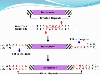 Lec-3 mutation and it types | PPTX