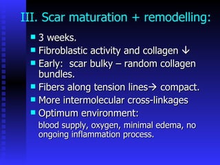 III. Scar maturation + remodelling: 3 weeks. Fibroblastic activity and collagen   Early:  scar bulky – random collagen bundles. Fibers along tension lines   compact. More intermolecular cross-linkages Optimum environment: blood supply, oxygen, minimal edema, no ongoing inflammation process. 