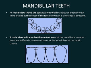 MANDIBULAR TEETH
• An incisal view shows the contact areas of all mandibular anterior teeth
to be located at the center of the tooth crowns in a labio-lingual direction.
• A labial view indicates that the contact areas of the mandibular anterior
teeth are uniform in nature and occur at the incisal third of the tooth
crowns.
 