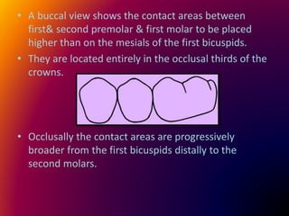 • A buccal view shows the contact areas between
first& second premolar & first molar to be placed
higher than on the mesials of the first bicuspids.
• They are located entirely in the occlusal thirds of the
crowns.
• Occlusally the contact areas are progressively
broader from the first bicuspids distally to the
second molars.
 