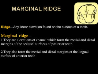 Ridge—Any linear elevation found on the surface of a tooth.
Marginal ridge—
1.They are elevations of enamel which form the mesial and distal
margins of the occlusal surfaces of posterior teeth.
2.They also form the mesial and distal margins of the lingual
surface of anterior teeth
 