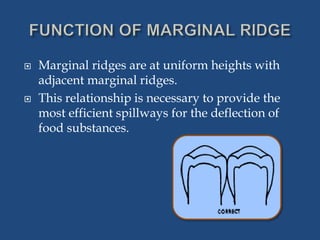  Marginal ridges are at uniform heights with
adjacent marginal ridges.
 This relationship is necessary to provide the
most efficient spillways for the deflection of
food substances.
 