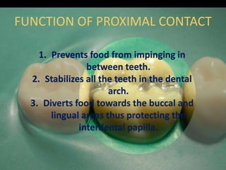 FUNCTION OF PROXIMAL CONTACT
1. Prevents food from impinging in
between teeth.
2. Stabilizes all the teeth in the dental
arch.
3. Diverts food towards the buccal and
lingual areas thus protecting the
interdental papilla.
 