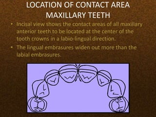 LOCATION OF CONTACT AREA
MAXILLARY TEETH
• Incisal view shows the contact areas of all maxillary
anterior teeth to be located at the center of the
tooth crowns in a labio-lingual direction.
• The lingual embrasures widen out more than the
labial embrasures.
 