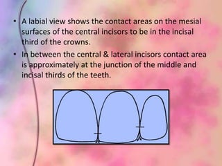 • A labial view shows the contact areas on the mesial
surfaces of the central incisors to be in the incisal
third of the crowns.
• In between the central & lateral incisors contact area
is approximately at the junction of the middle and
incisal thirds of the teeth.
 