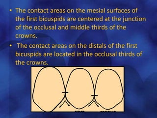 • The contact areas on the mesial surfaces of
the first bicuspids are centered at the junction
of the occlusal and middle thirds of the
crowns.
• The contact areas on the distals of the first
bicuspids are located in the occlusal thirds of
the crowns.
 