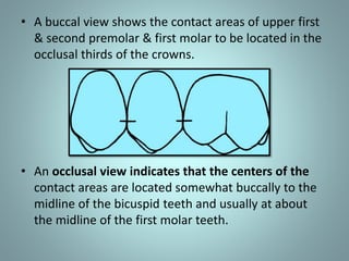 • A buccal view shows the contact areas of upper first
& second premolar & first molar to be located in the
occlusal thirds of the crowns.
• An occlusal view indicates that the centers of the
contact areas are located somewhat buccally to the
midline of the bicuspid teeth and usually at about
the midline of the first molar teeth.
 