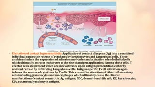 • Elicitation of contact hypersensitivity. Application of contact allergens (Ag) into a sensitized
individual causes the release of cytokines by keratinocytes and Langerhans cells. These
cytokines induce the expression of adhesion molecules and activation of endothelial cells
which ultimately attracts leukocytes to the site of antigen application. Among these cells, T
effector cells are present which are now activated upon antigen presentation either by
resident cells or by infiltrating Langerhans cells. Antigen-specific T cell activation again
induces the release of cytokines by T cells. This causes the attraction of other inflammatory
cells including granulocytes and macrophages which ultimately cause the clinical
manifestation of contact dermatitis. Ag, antigen; DDC, dermal dendritic cell; KC, keratinocyte;
CLA, cutaneous lymphocyte antigen.
 