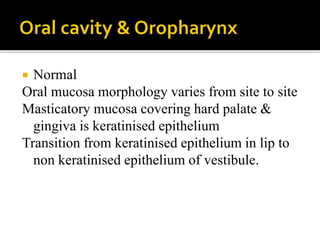  Normal
Oral mucosa morphology varies from site to site
Masticatory mucosa covering hard palate &
gingiva is keratinised epithelium
Transition from keratinised epithelium in lip to
non keratinised epithelium of vestibule.
 