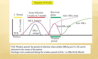 N.B: Window period: the period of infection when neither HBsAg nor it’s Ab can be
detected in the serum of the patient
Serologic tests conducted during the window period will be +ve HBcAb & HbeAb.
 