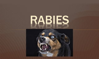 RABIES
 