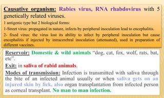 Reservoir: Domestic & wild animals “dog, cat, fox, wolf, rats, bat,
etc”.
Exit: in saliva of rabid animals.
Modes of transmission: Infection is transmitted with saliva through
the bite of an infected animal usually or when saliva gets on an
injured skin by lick, also organ transplantation from infected person
as corneal transplant. No man to man infection.
Causative organism: Rabies virus, RNA rhabdovirus with 5
genetically related viruses.
1 antigenic type but 2 biological forms:
1-Street virus: propagated in nature, infects by peripheral inoculation lead to encephalitis.
2- fixed virus: the virus lost its ability to infect by peripheral inoculation but cause
encephalitis if injected by intracerebral inoculation (attenuated), used in preparation of
different vaccines.
 