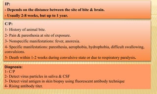 IP:
- Depends on the distance between the site of bite & brain.
- Usually 2-8 weeks, but up to 1 year.
C/P:
1- History of animal bite.
2- Pain & paresthesia at site of exposure.
3- Nonspecific manifestations: fever, anorexia.
4- Specific manifestations: paresthesia, aerophobia, hydrophobia, difficult swallowing,
convulsions.
5- Death within 1-2 weeks during convulsive state or due to respiratory paralysis.
Diagnosis:
1- C/P
2- Detect virus particles in saliva & CSF
3- Detect viral antigen in skin biopsy using fluorescent antibody technique
4- Rising antibody titer.
 