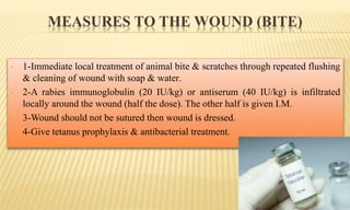 MEASURES TO THE WOUND (BITE)
• 1-Immediate local treatment of animal bite & scratches through repeated flushing
& cleaning of wound with soap & water.
• 2-A rabies immunoglobulin (20 IU/kg) or antiserum (40 IU/kg) is infiltrated
locally around the wound (half the dose). The other half is given I.M.
• 3-Wound should not be sutured then wound is dressed.
• 4-Give tetanus prophylaxis & antibacterial treatment.
 