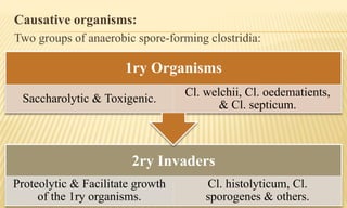 Causative organisms:
Two groups of anaerobic spore-forming clostridia:
2ry Invaders
Proteolytic & Facilitate growth
of the 1ry organisms.
Cl. histolyticum, Cl.
sporogenes & others.
1ry Organisms
Saccharolytic & Toxigenic.
Cl. welchii, Cl. oedematients,
& Cl. septicum.
 