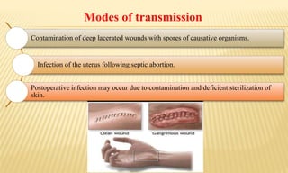 Modes of transmission
Contamination of deep lacerated wounds with spores of causative organisms.
Infection of the uterus following septic abortion.
Postoperative infection may occur due to contamination and deficient sterilization of
skin.
 