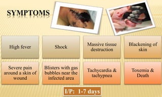 SYMPTOMS
High fever Shock
Massive tissue
destruction
Blackening of
skin
Severe pain
around a skin of
wound
Blisters with gas
bubbles near the
infected area
Tachycardia &
tachypnea
Toxemia &
Death
I/P: 1-7 days
 