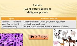 Source of infectionAgent
- Domestic animals: Cattle, goat, horse, pigs, sheep.
- In blood, hair, stool, meat
- No man to man infection except in pneumonic anthrax
Bacillus anthracis
spore forming bacilli
(zoonotic disease)
IP: 2-7 days
Anthrax
(Wool sorter’s disease)
Malignant pustule
 