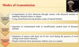 Modes of transmission
Cutaneous
anthrax
• Contamination of skin abrasions through contact with diseased animals or
handling infected tissues or organs.
• Using unsterilized shaving brushes made of natural bristles.
Intestinal
anthrax
• Ingestion of contaminated milk or insufficiently cooked meat of diseased
animals.
Pneumonic
anthrax
• Inhalation of spores with dusty air of raw wool during the process of wool
sorting (wool sorter's disease).
• Droplet infection from pneumonic anthrax case to a contact.
 