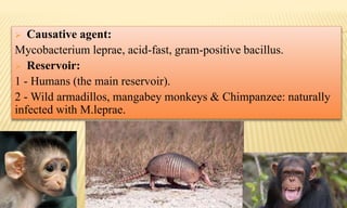  Causative agent:
Mycobacterium leprae, acid-fast, gram-positive bacillus.
 Reservoir:
1 - Humans (the main reservoir).
2 - Wild armadillos, mangabey monkeys & Chimpanzee: naturally
infected with M.leprae.
 