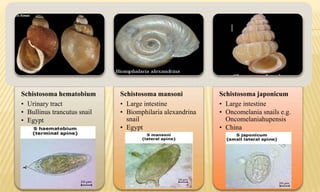 Schistosoma hematobium
• Urinary tract
• Bullinus trancutus snail
• Egypt
Schistosoma mansoni
• Large intestine
• Biomphilaria alexandrina
snail
• Egypt
Schistosoma japonicum
• Large intestine
• Oncomelania snails e.g.
Oncomelaniahupensis
• China
 